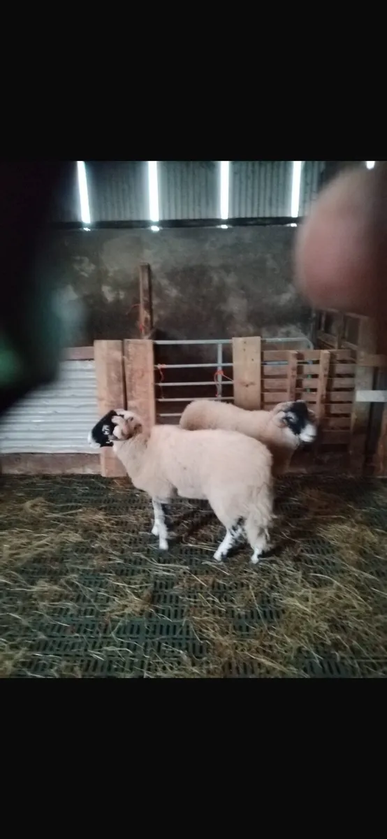 Swaledale Ram Lambs - Image 2