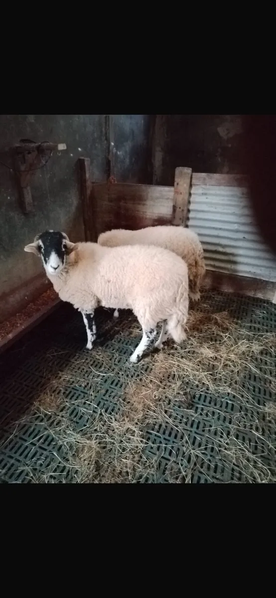 Swaledale Ram Lambs - Image 3