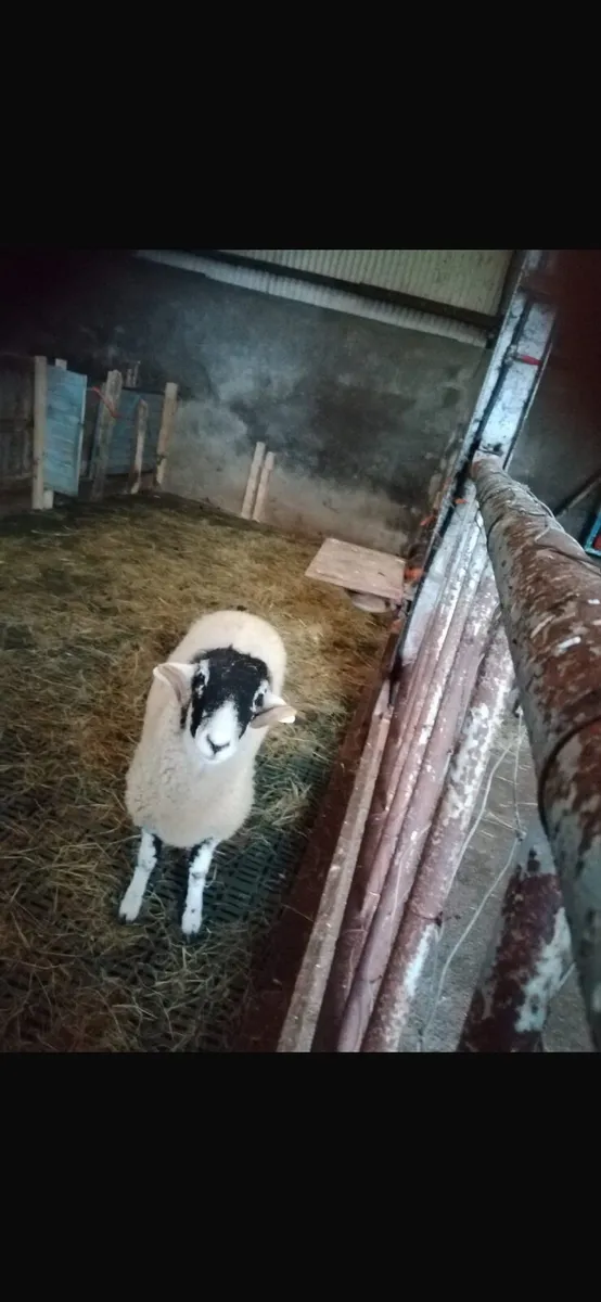 Swaledale Ram Lambs - Image 4