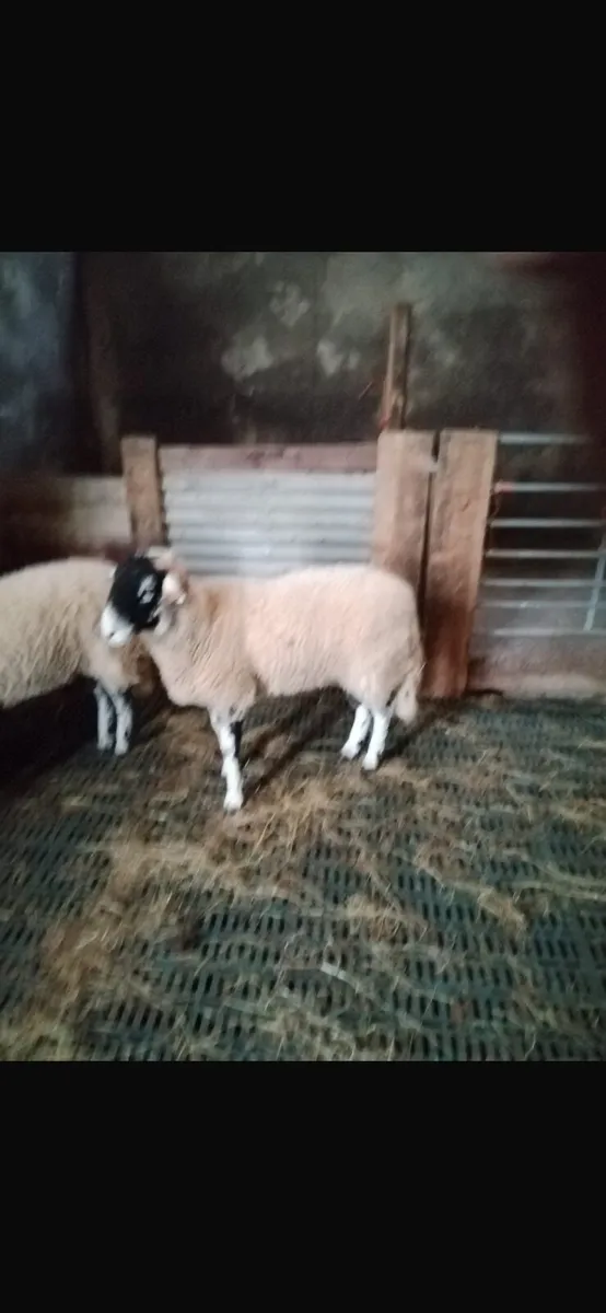 Swaledale Ram Lambs - Image 1