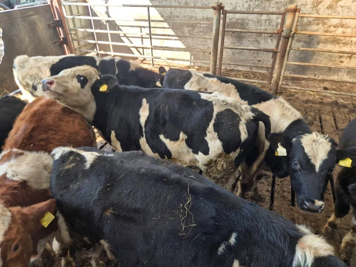 Fresian bull weanlings - Image 1