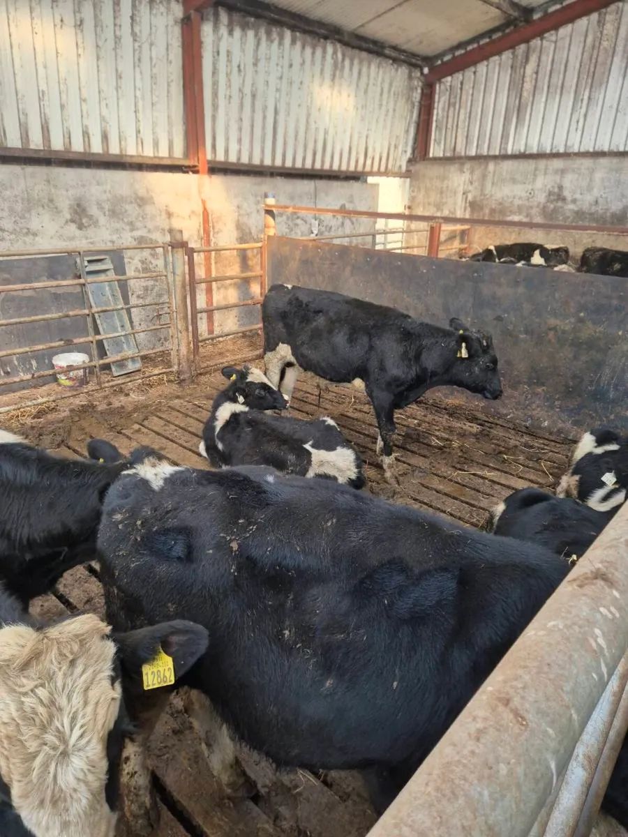 Fresian bull weanlings - Image 3