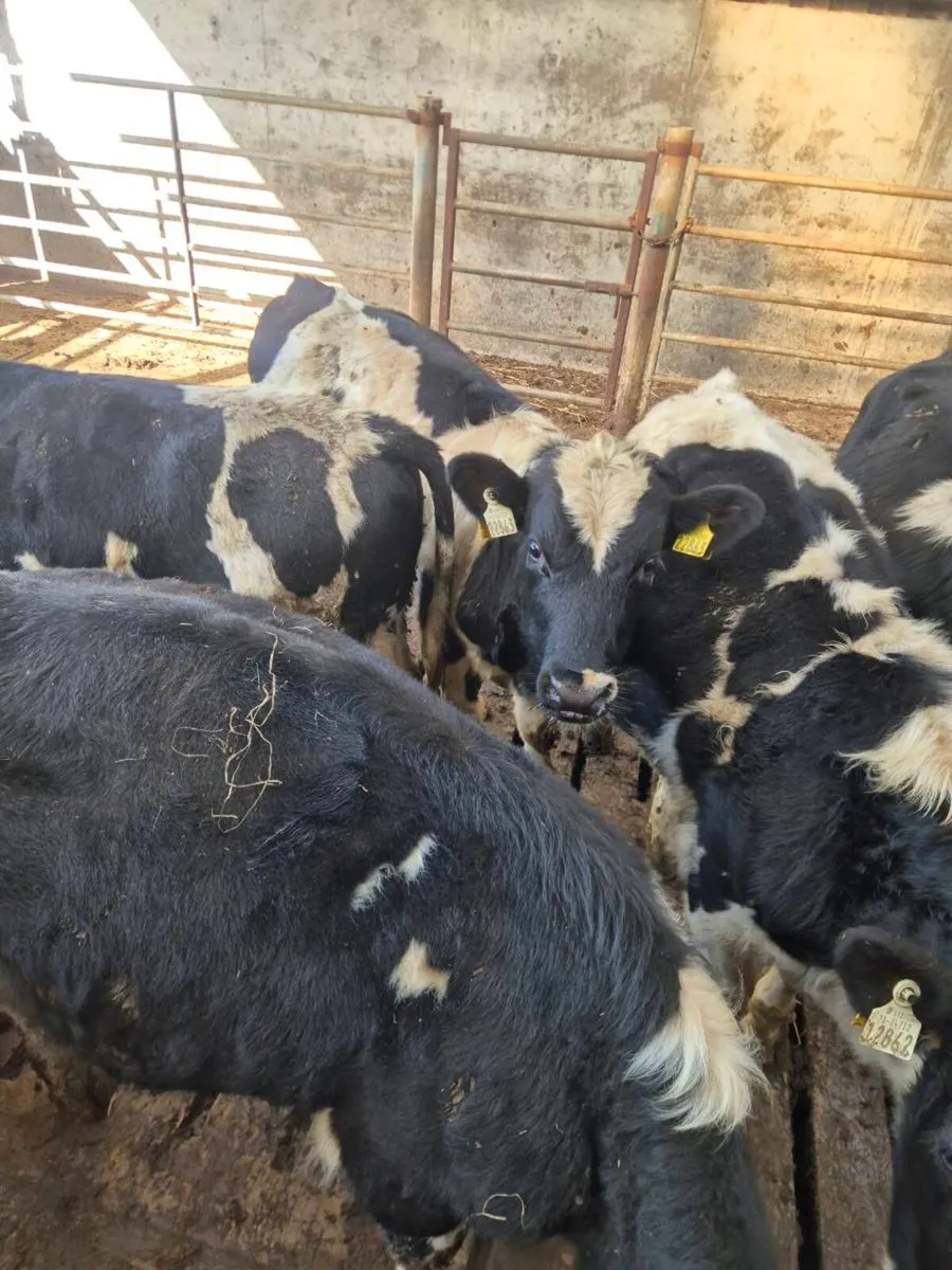 Fresian bull weanlings - Image 4