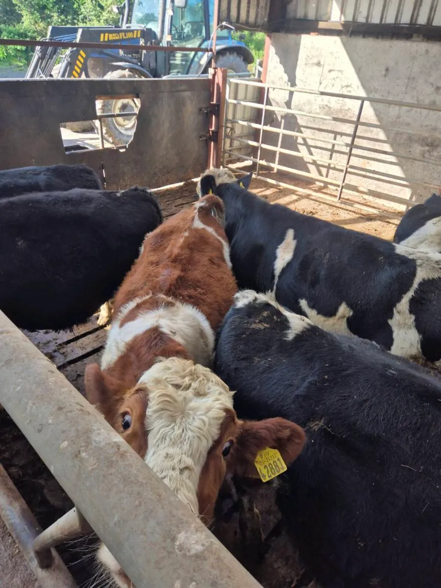 Fresian bull weanlings - Image 2