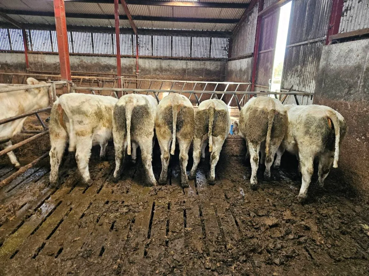 6 purebred Ch heifers Gort Mart 29/10 4 Fiston - Image 1