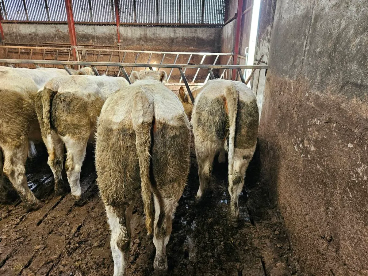 6 purebred Ch heifers Gort Mart 29/10 4 Fiston - Image 2