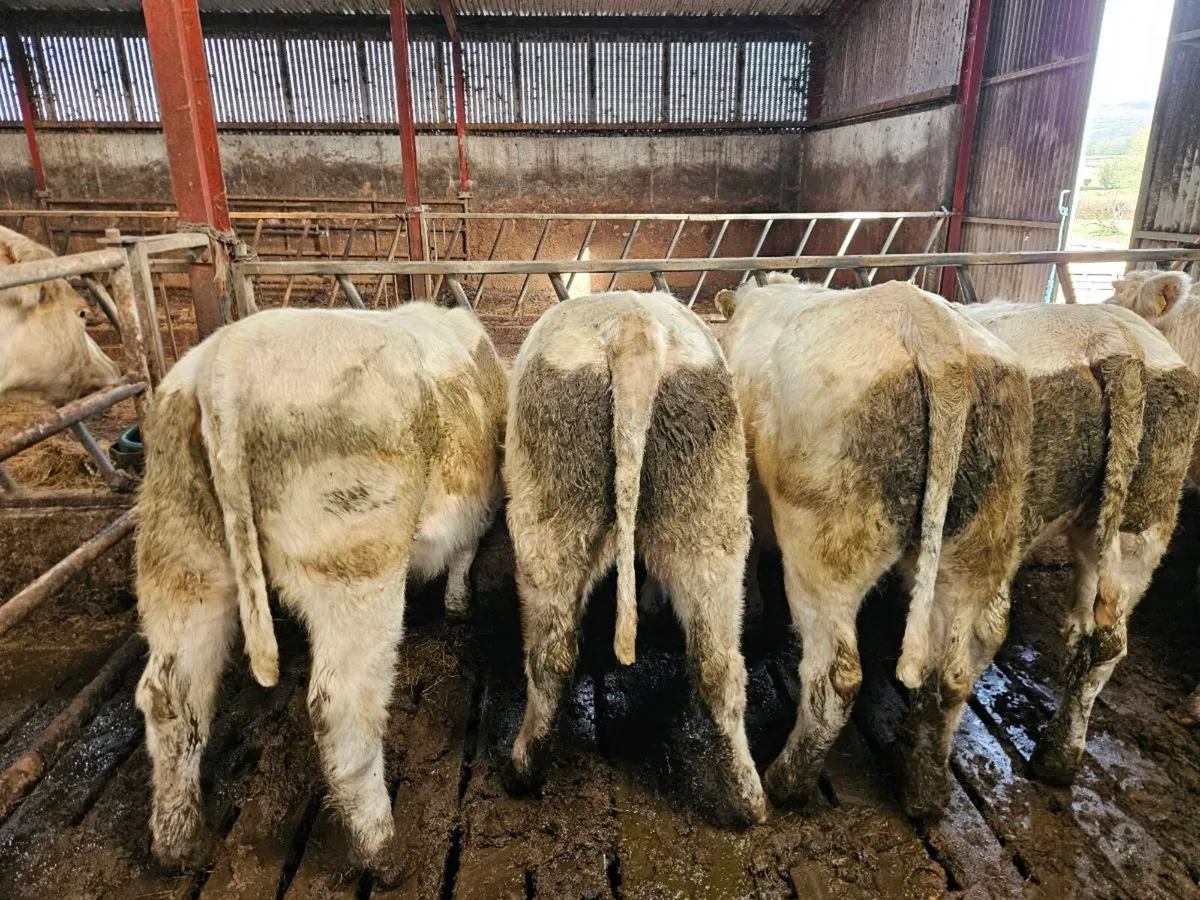 6 purebred Ch heifers Gort Mart 29/10 4 Fiston - Image 3
