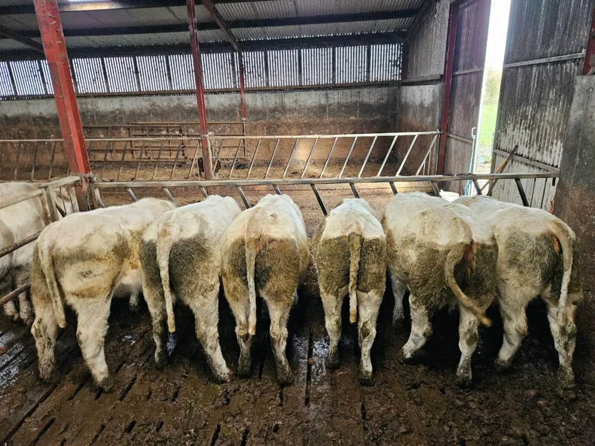6 purebred Ch heifers Gort Mart 29/10 4 Fiston - Image 4