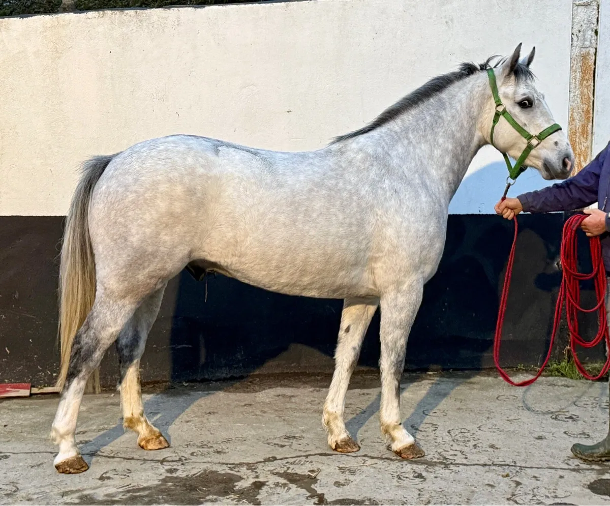 Smashing 3yo Connie X gelding - Image 1