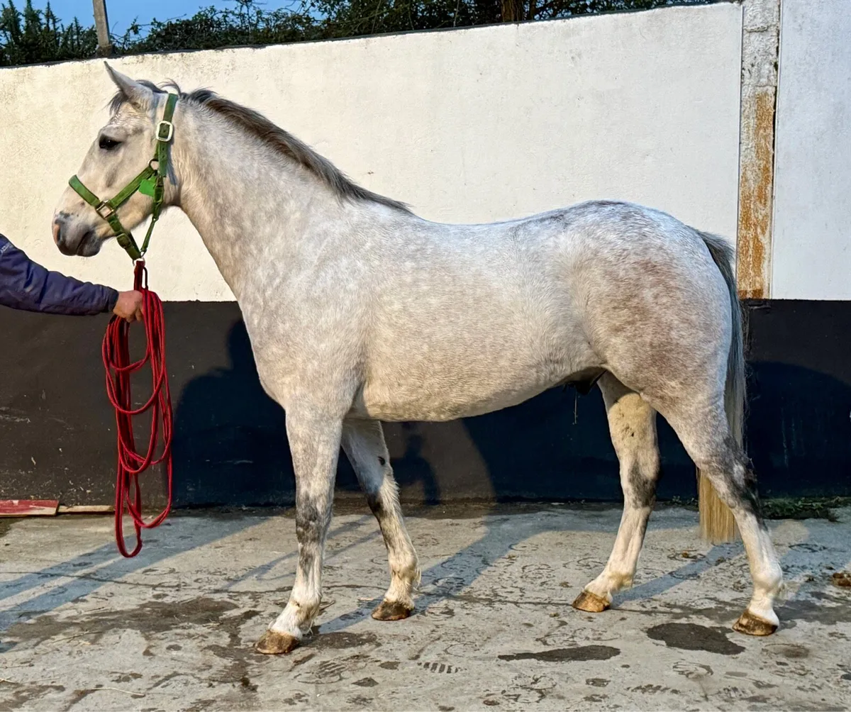 Smashing 3yo Connie X gelding - Image 2