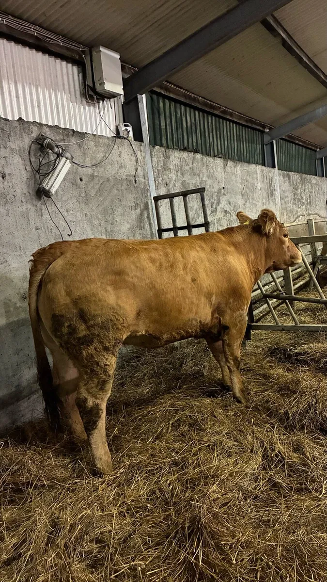 ⭐️5 Star Genotyped In-Calf Heifers⭐️ - Image 1