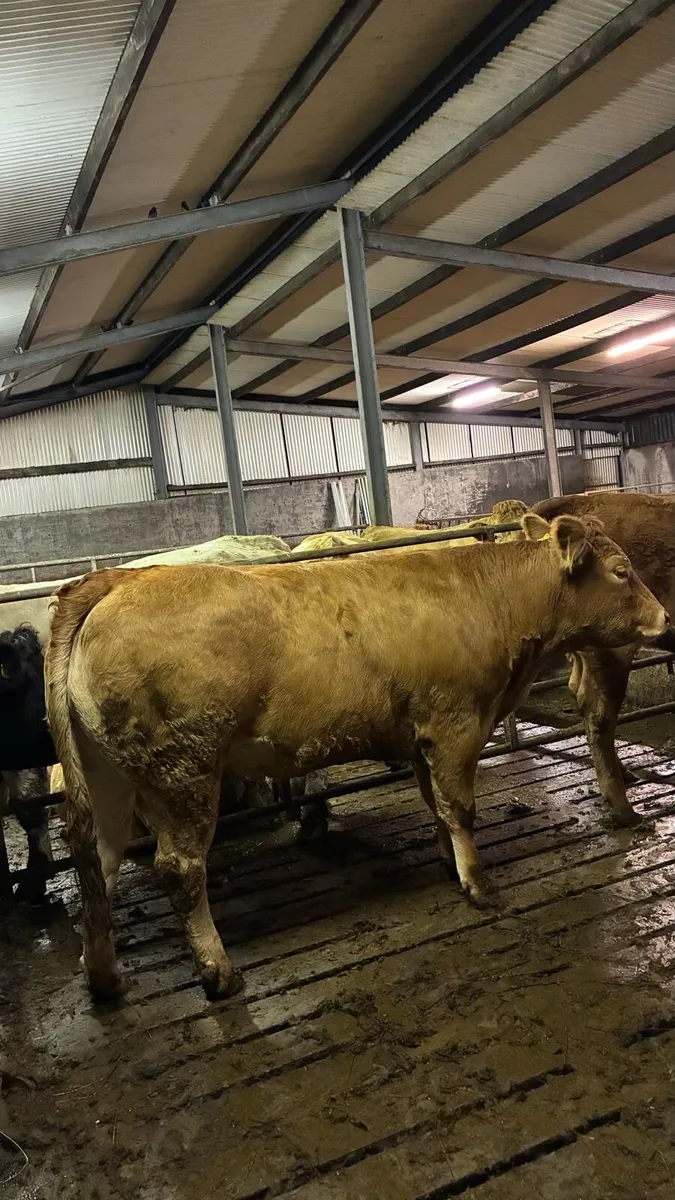 ⭐️5 Star Genotyped In-Calf Heifers⭐️ - Image 2