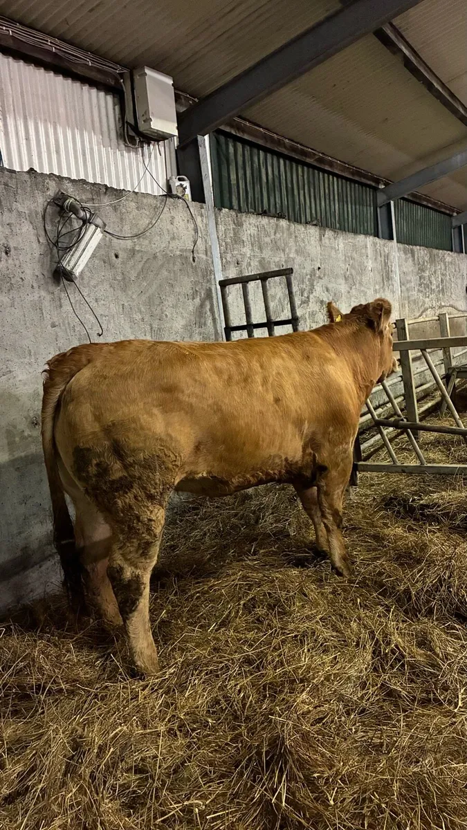 ⭐️5 Star Genotyped In-Calf Heifers⭐️ - Image 3