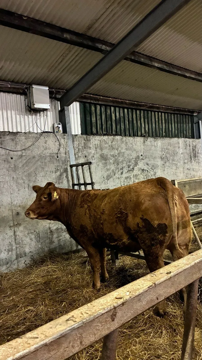 ⭐️5 Star Genotyped In-Calf Heifers⭐️ - Image 4