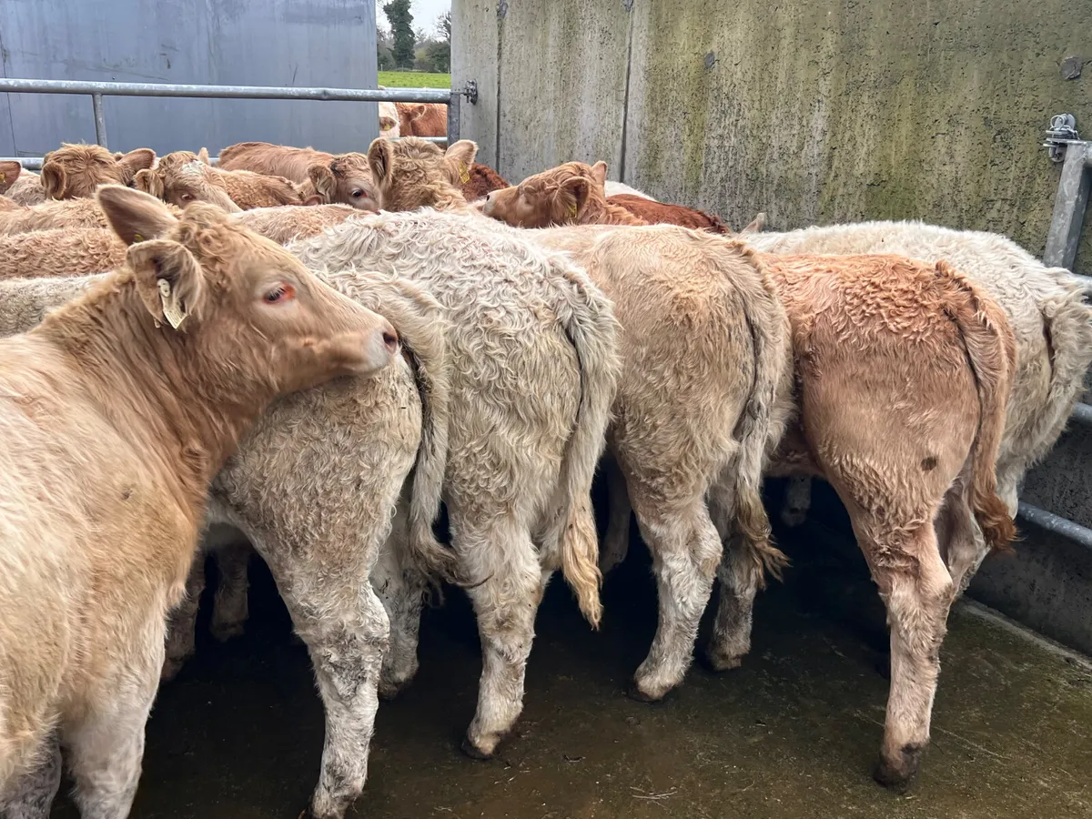 20• 340kg • Smashing Charolais Heifers - Image 3