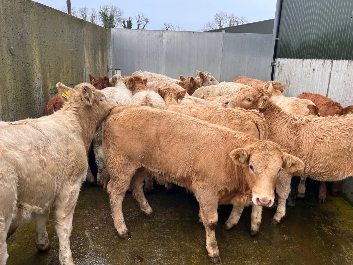 20• 340kg • Smashing Charolais Heifers - Image 1