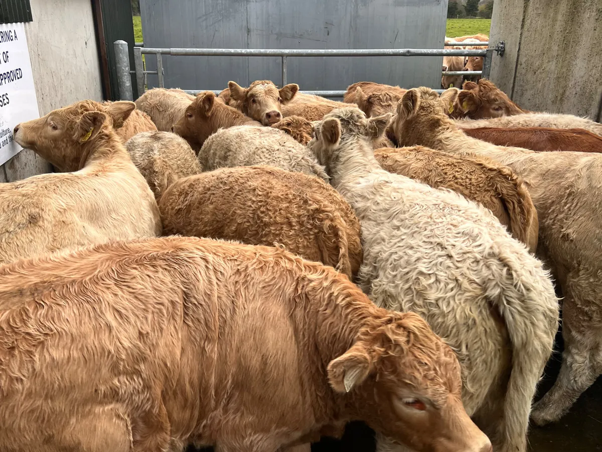 20• 340kg • Smashing Charolais Heifers - Image 2