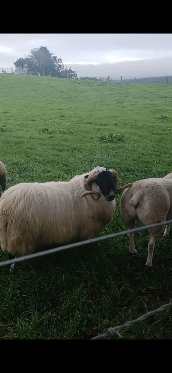 Hogget rams - Image 2