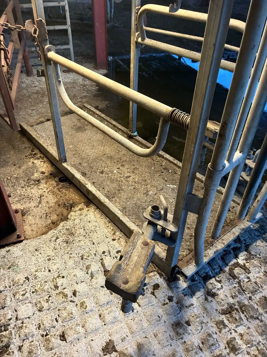 Nugent Hoof paring crate - Image 2