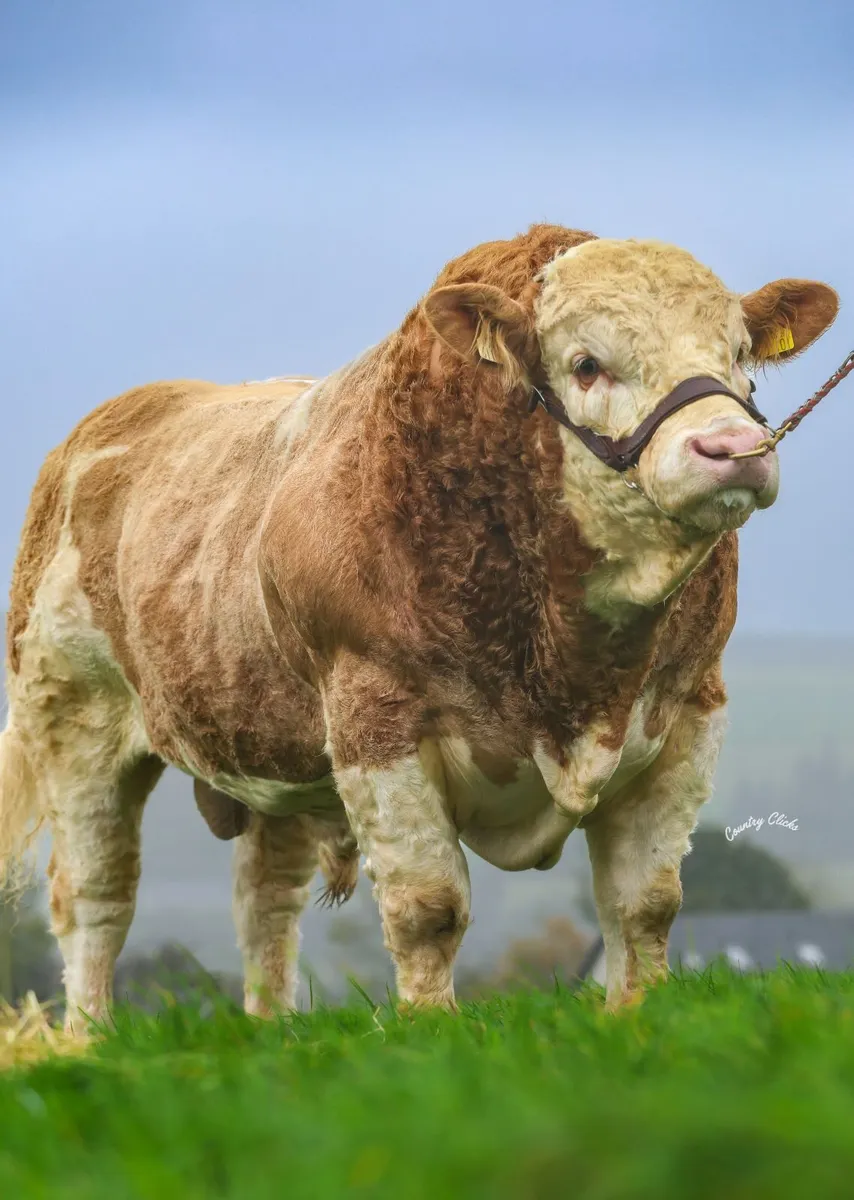 Simmental Bull Pedigree - Image 1