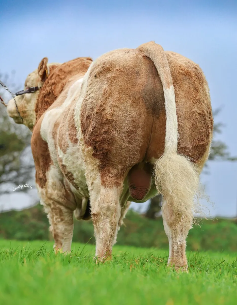 Simmental Bull Pedigree - Image 2