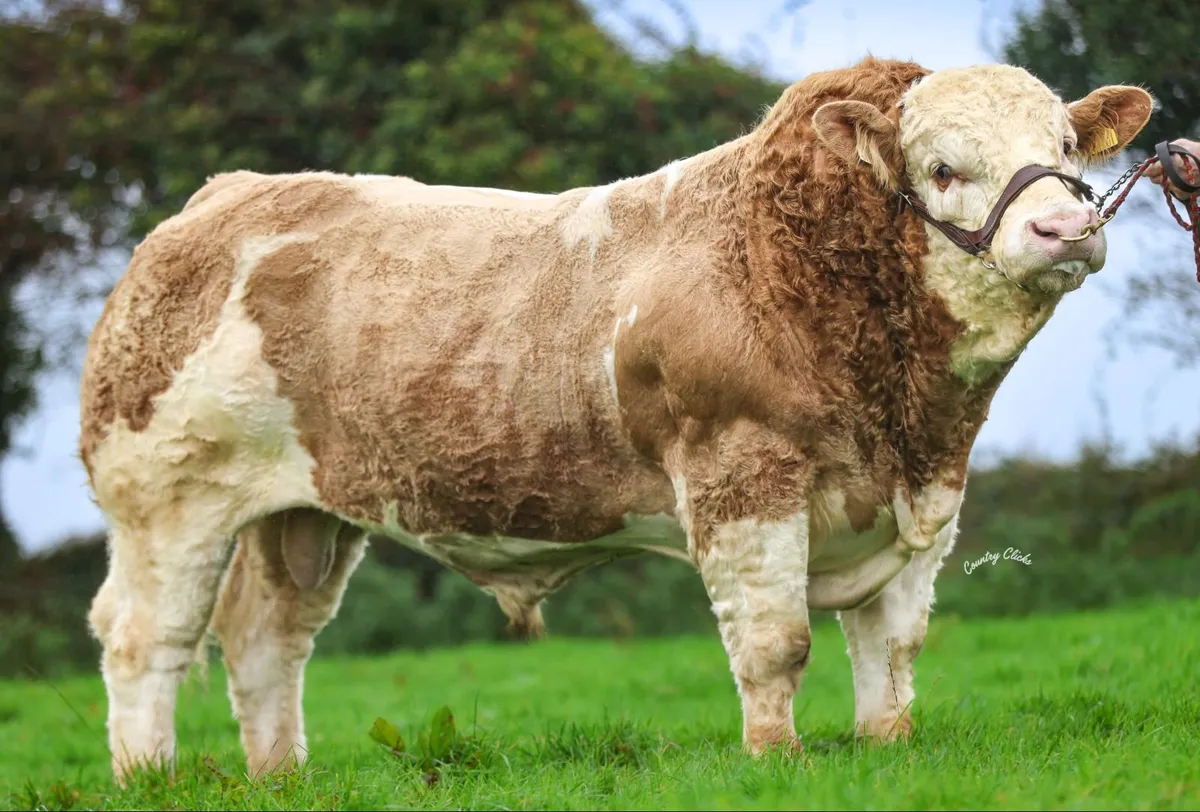 Simmental Bull Pedigree - Image 3