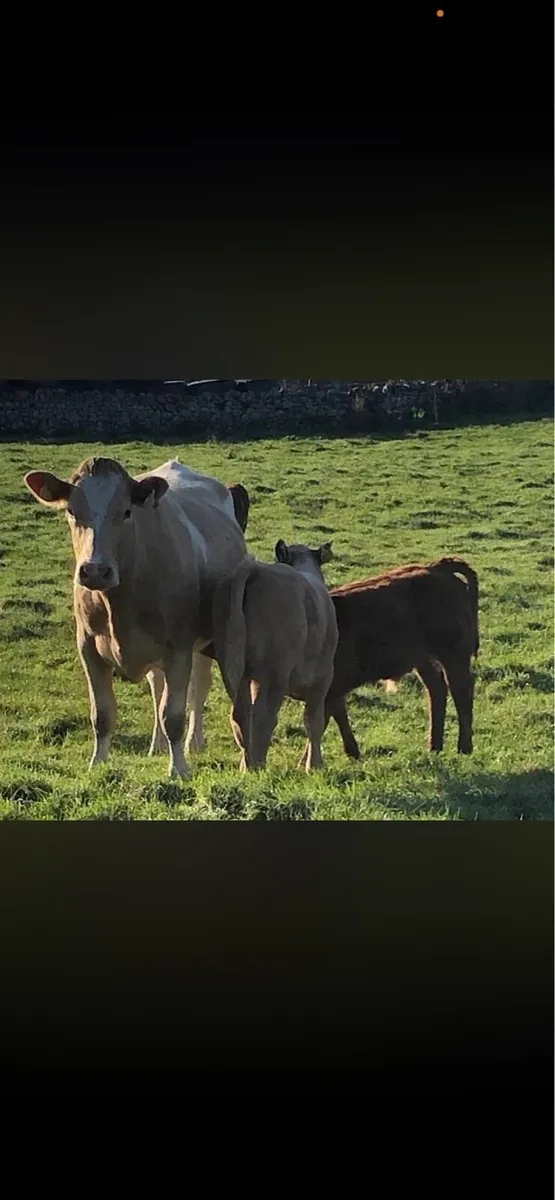 Gort Mart tomorrow - 1st Calf Heifers - Image 2