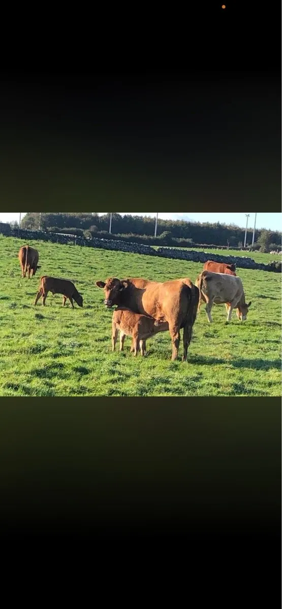Gort Mart tomorrow - 1st Calf Heifers - Image 1