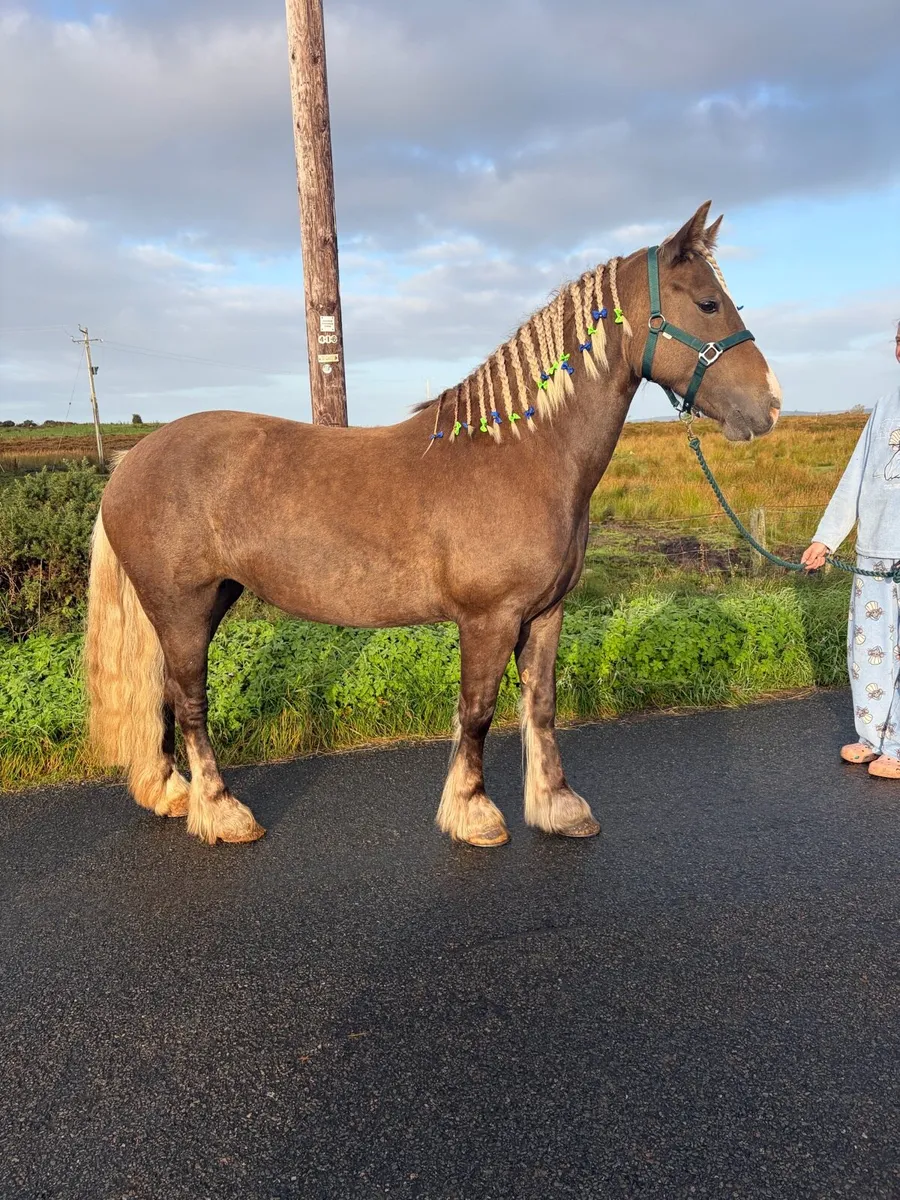 Pony club pony - Image 1