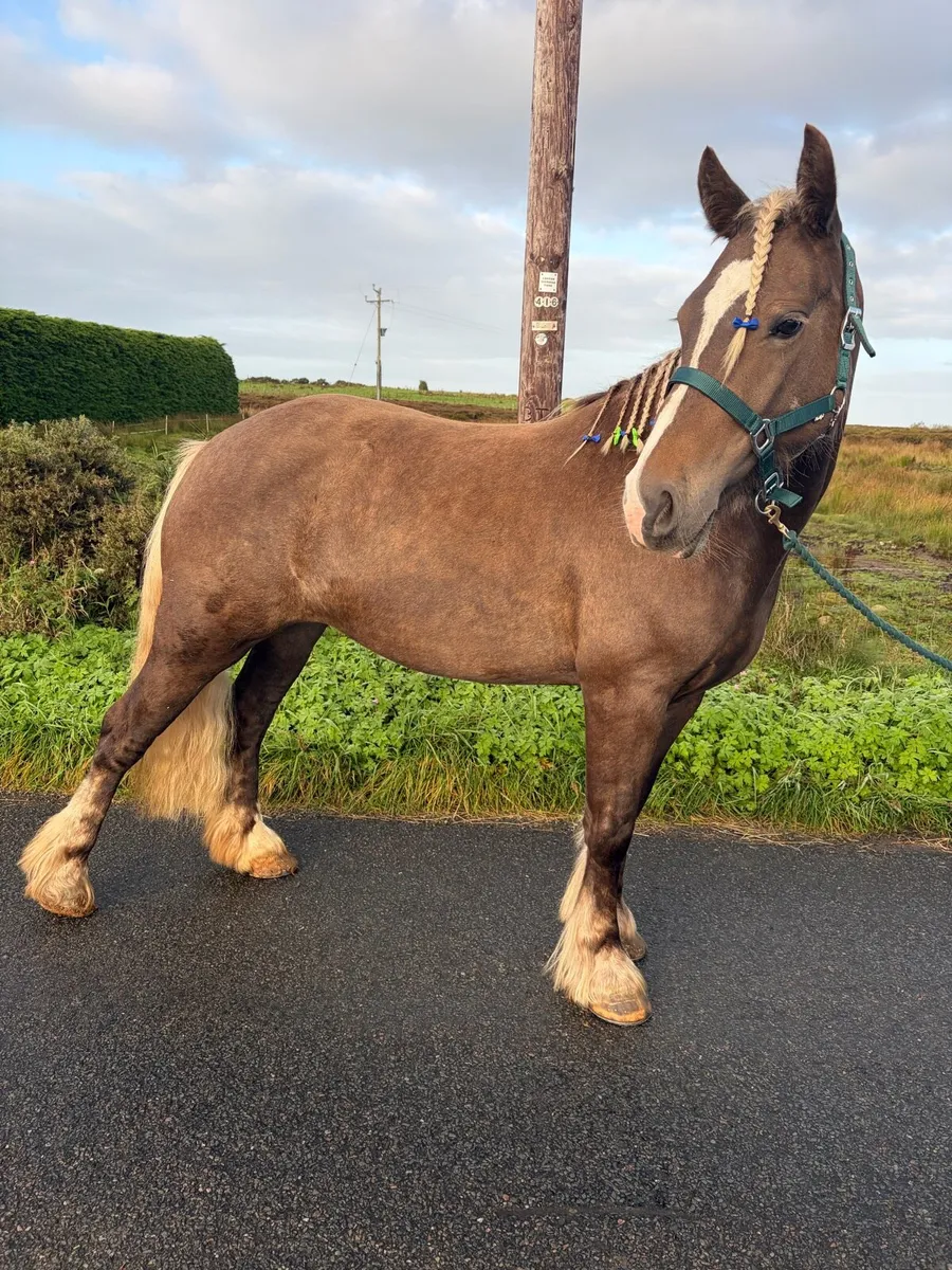 Pony club pony - Image 2