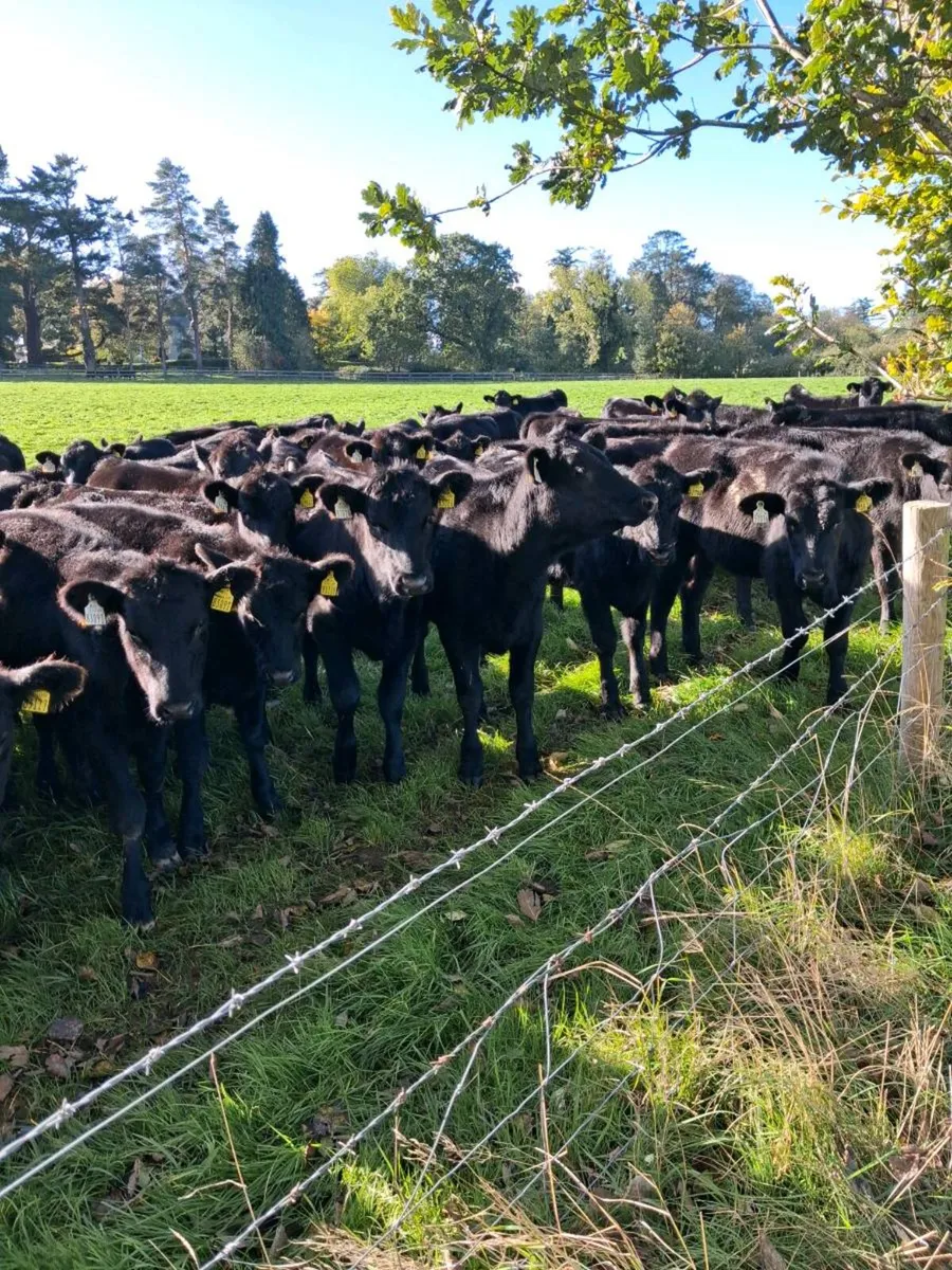 50 AA HEIFERS - Image 2