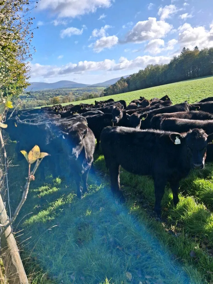 50 AA HEIFERS - Image 3