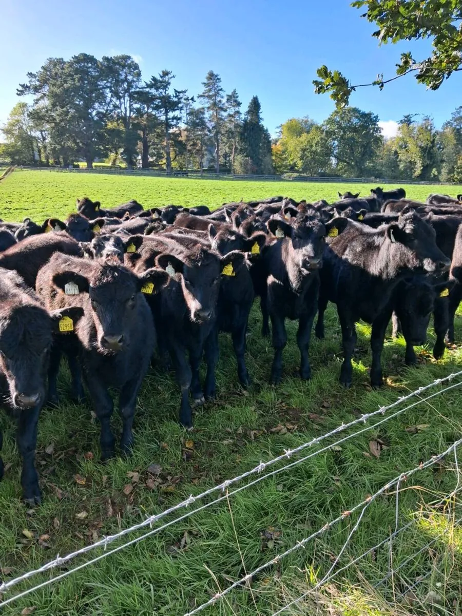 50 AA HEIFERS - Image 1