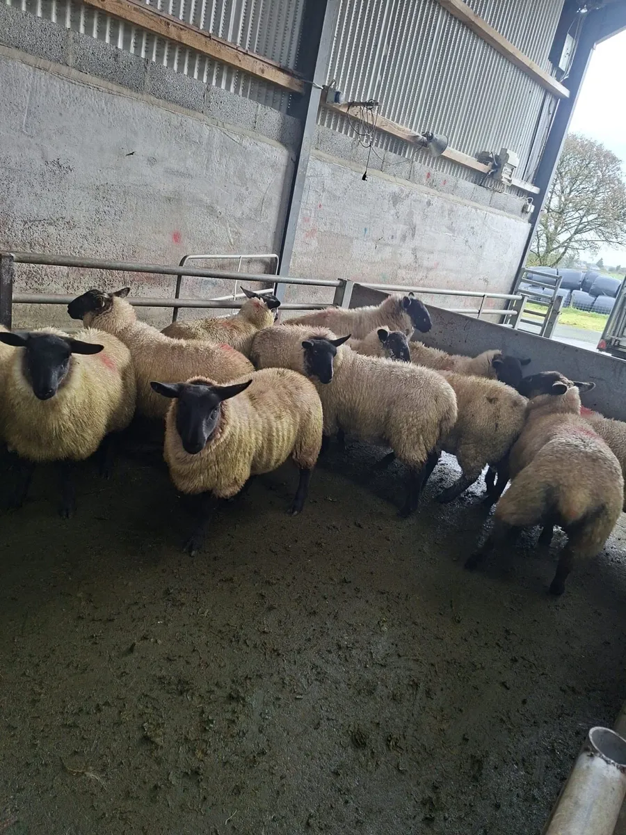 Ewe lambs - Image 1