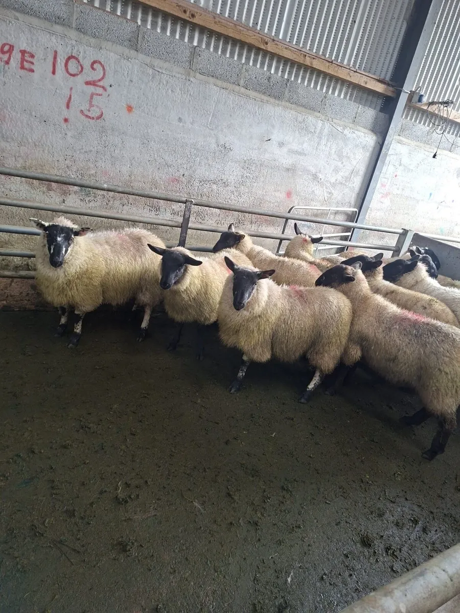Ewe lambs - Image 2