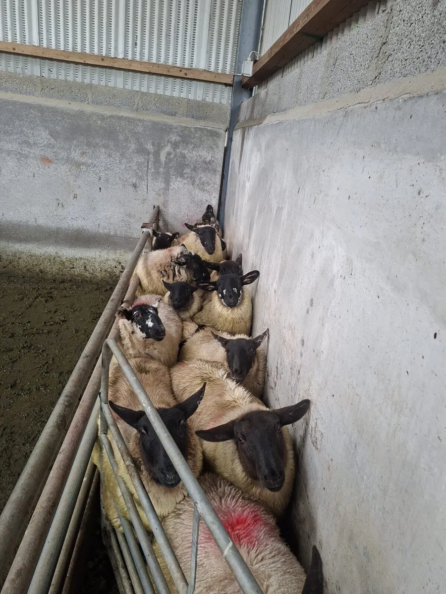 Ewe lambs - Image 3