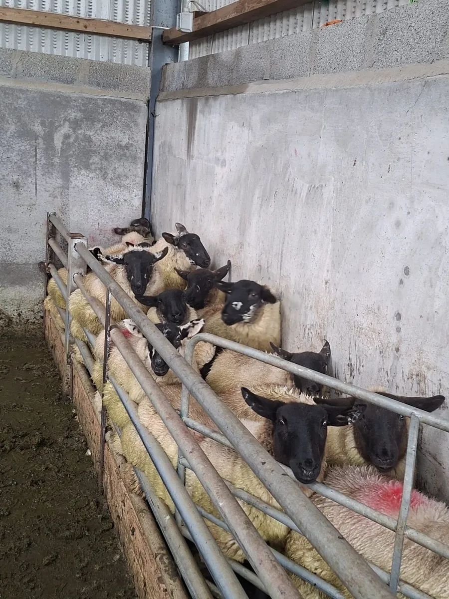 Ewe lambs - Image 4