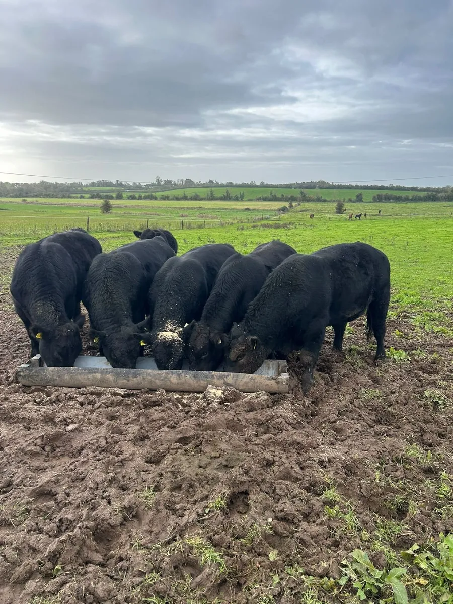 Bulls - Image 1