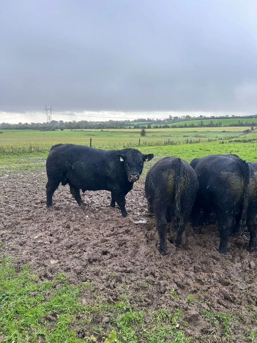 Bulls - Image 2