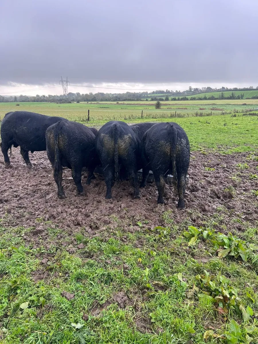 Bulls - Image 3
