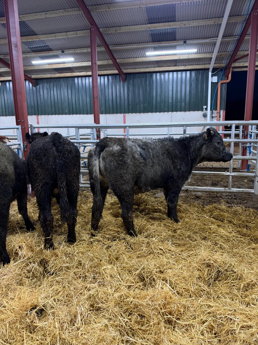 Blue grey saler heifers - Image 1