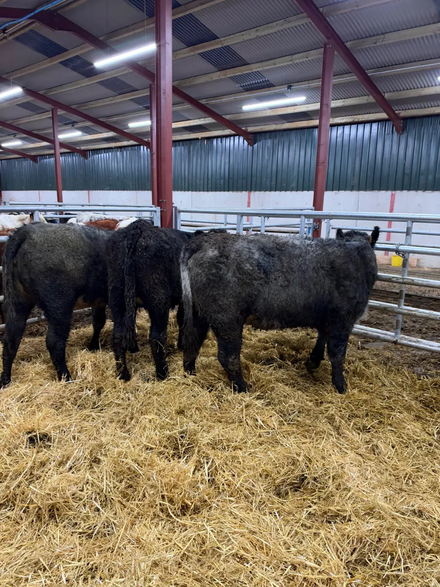 Blue grey saler heifers - Image 3
