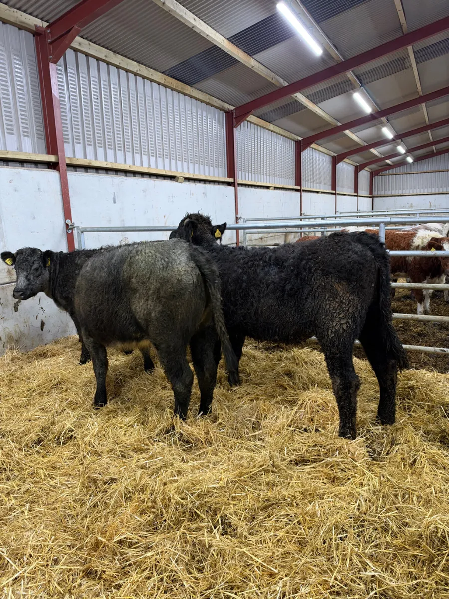 Blue grey saler heifers - Image 4