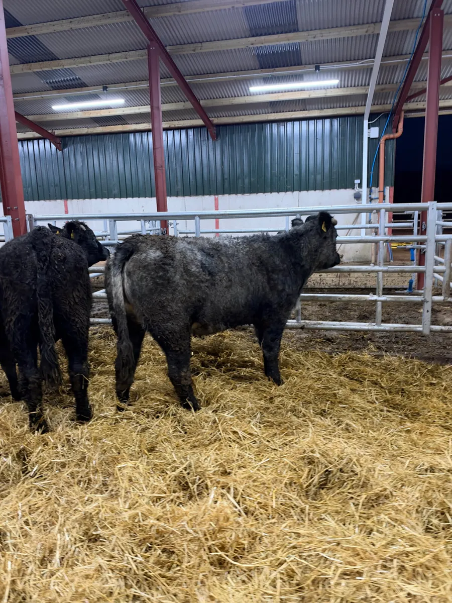 Blue grey saler heifers - Image 2