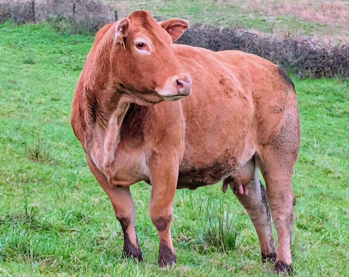 Pedigree Limousin Cow and calf Balla 31st October - Image 1