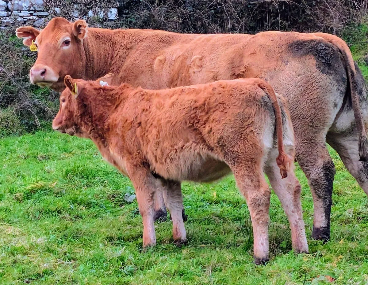 Pedigree Limousin Cow and calf Balla 31st October - Image 2
