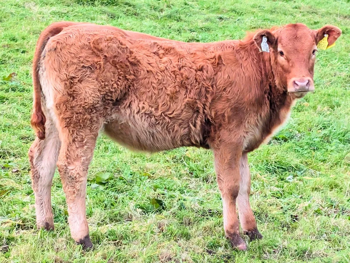 Pedigree Limousin Cow and calf Balla 31st October - Image 3