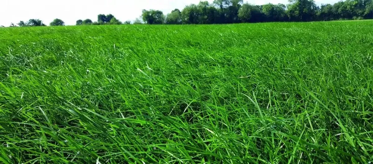 Grazing wanted