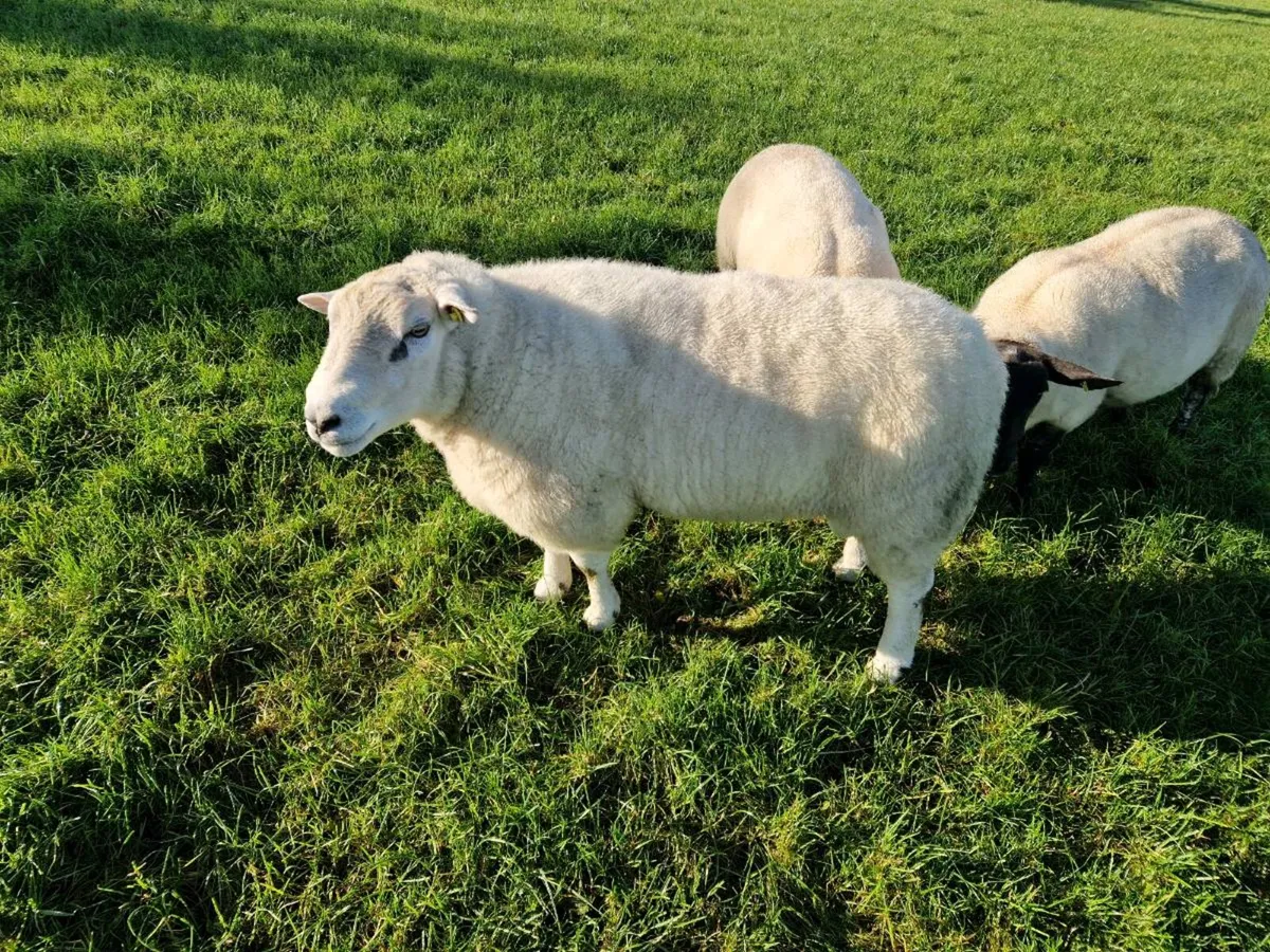 Belclare Ram - Image 1