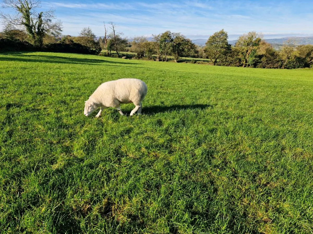 Belclare Ram - Image 2